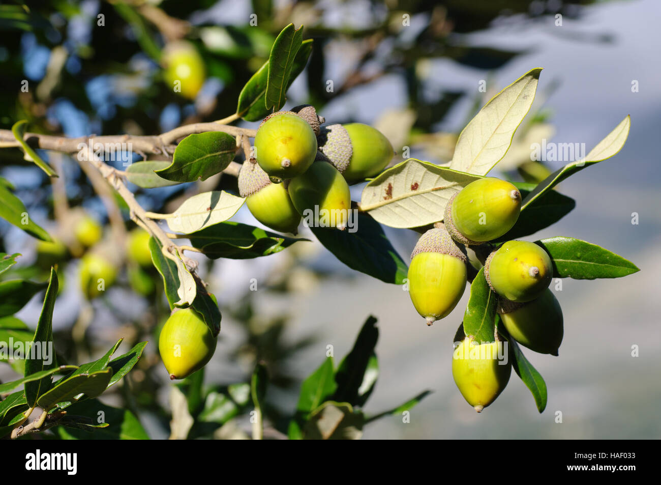 Quercus ilex il leccio o Holly Oak (una quercia sempreverde) con ghiande, famiglia Fagaceae Foto Stock