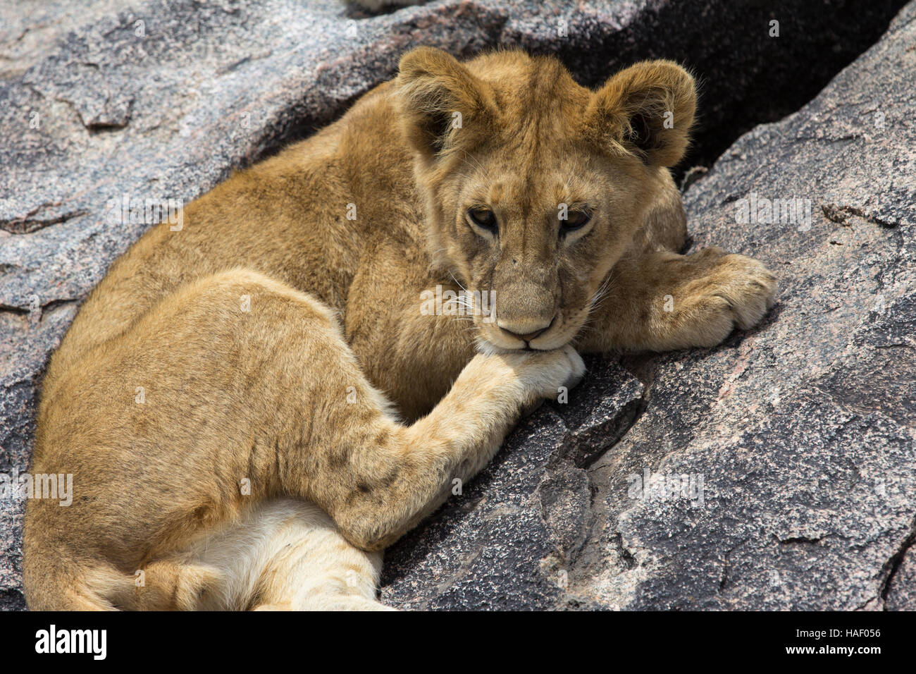 Lion cub nel Serengeti, Tanzania Foto Stock