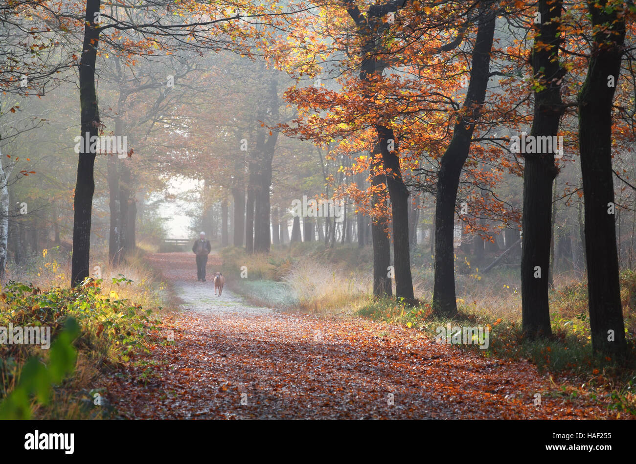 Il proprietario con il cane a camminare in autunno la foresta, Paesi Bassi Foto Stock