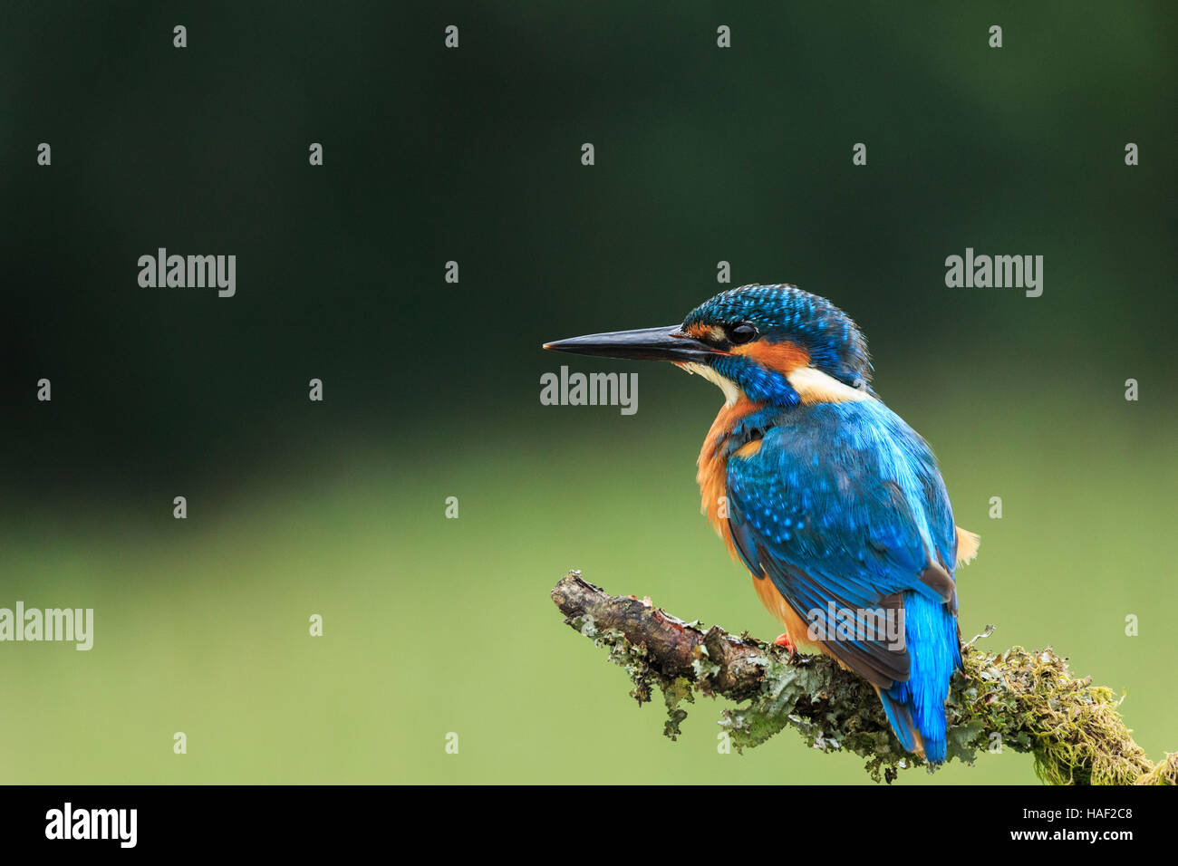 Si appollaia kingfisher Foto Stock