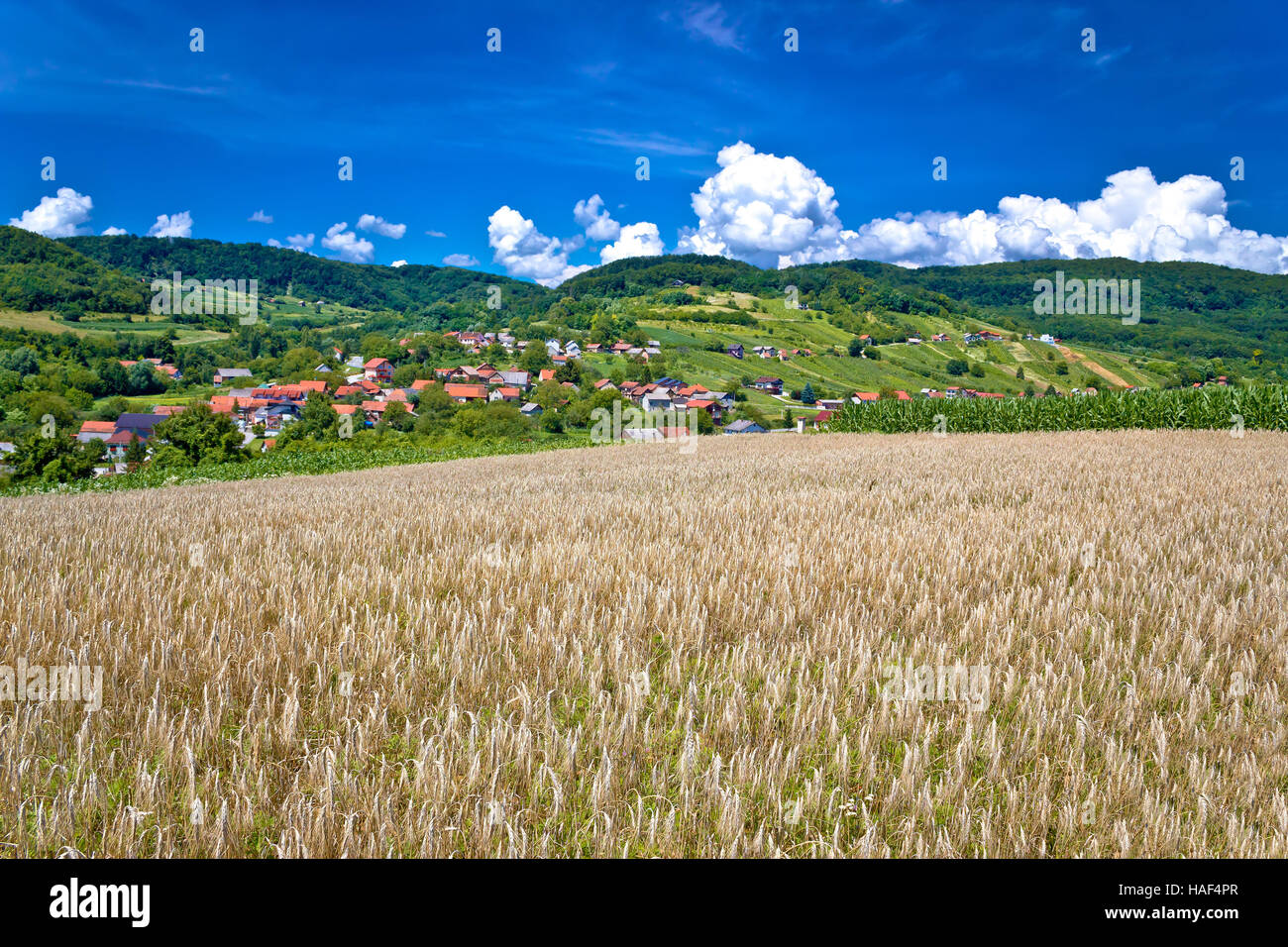 Campo di grano e pittoresco villaggio di montagna in pura natura verde, Sudovec villaggio in Croazia Foto Stock