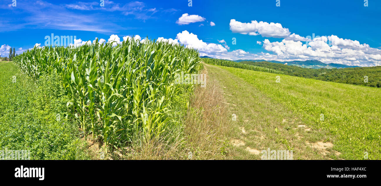 Il paesaggio agricolo panorama nella regione di Prigorje, campo di mais e prato verde sulla pittoresca collina, Croazia Foto Stock
