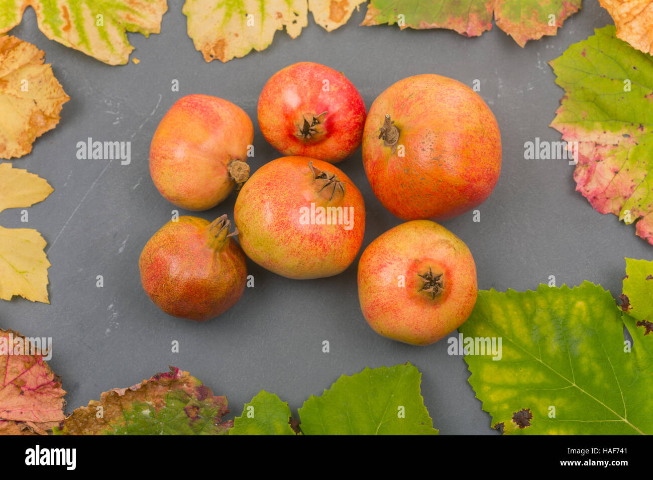 Autunno frutti ancora in vita tra foglie sul tavolo di legno Foto Stock