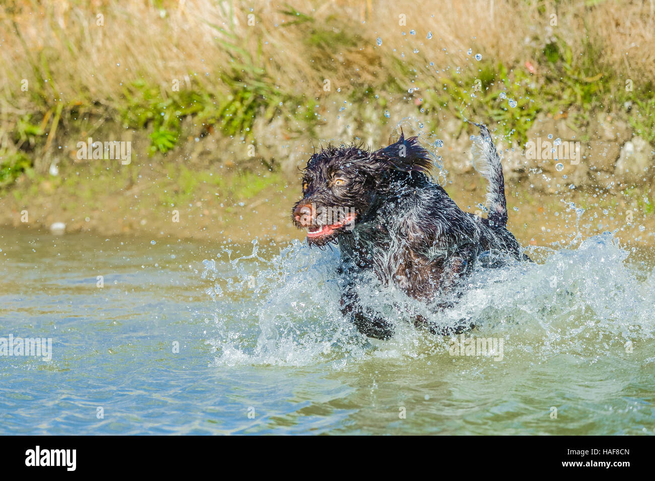 Il Cesky Fousek un raro lavorando gundog cane e famiglia ideale pet Foto Stock