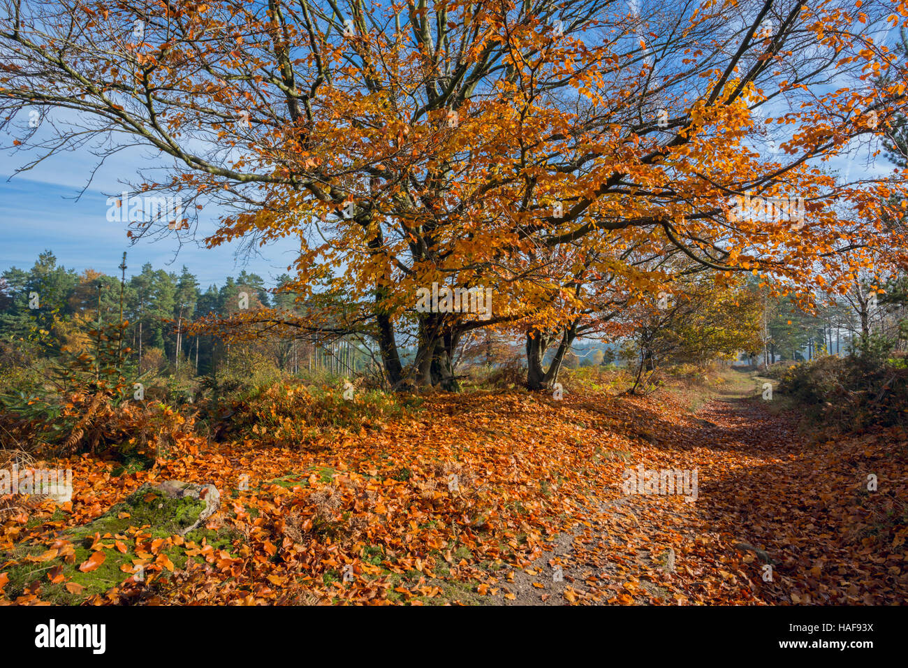 Sentiero attraverso autunnale di faggi. Foto Stock
