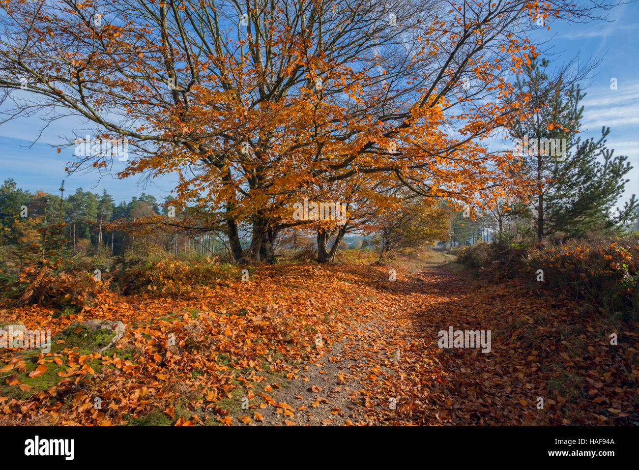 Sentiero attraverso autunnale di faggi. Foto Stock