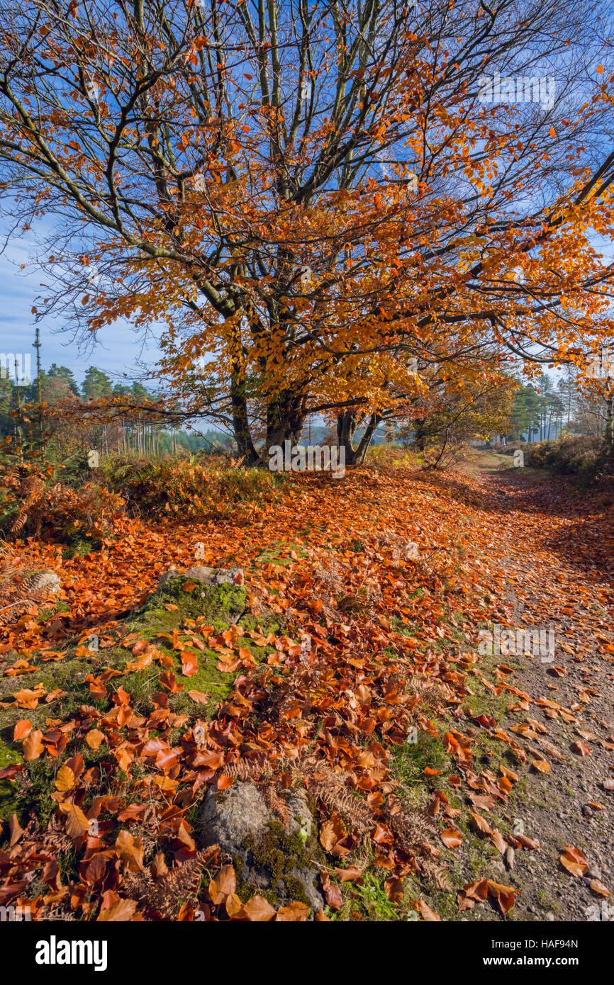 Faggio versando Foglie di autunno. Foto Stock