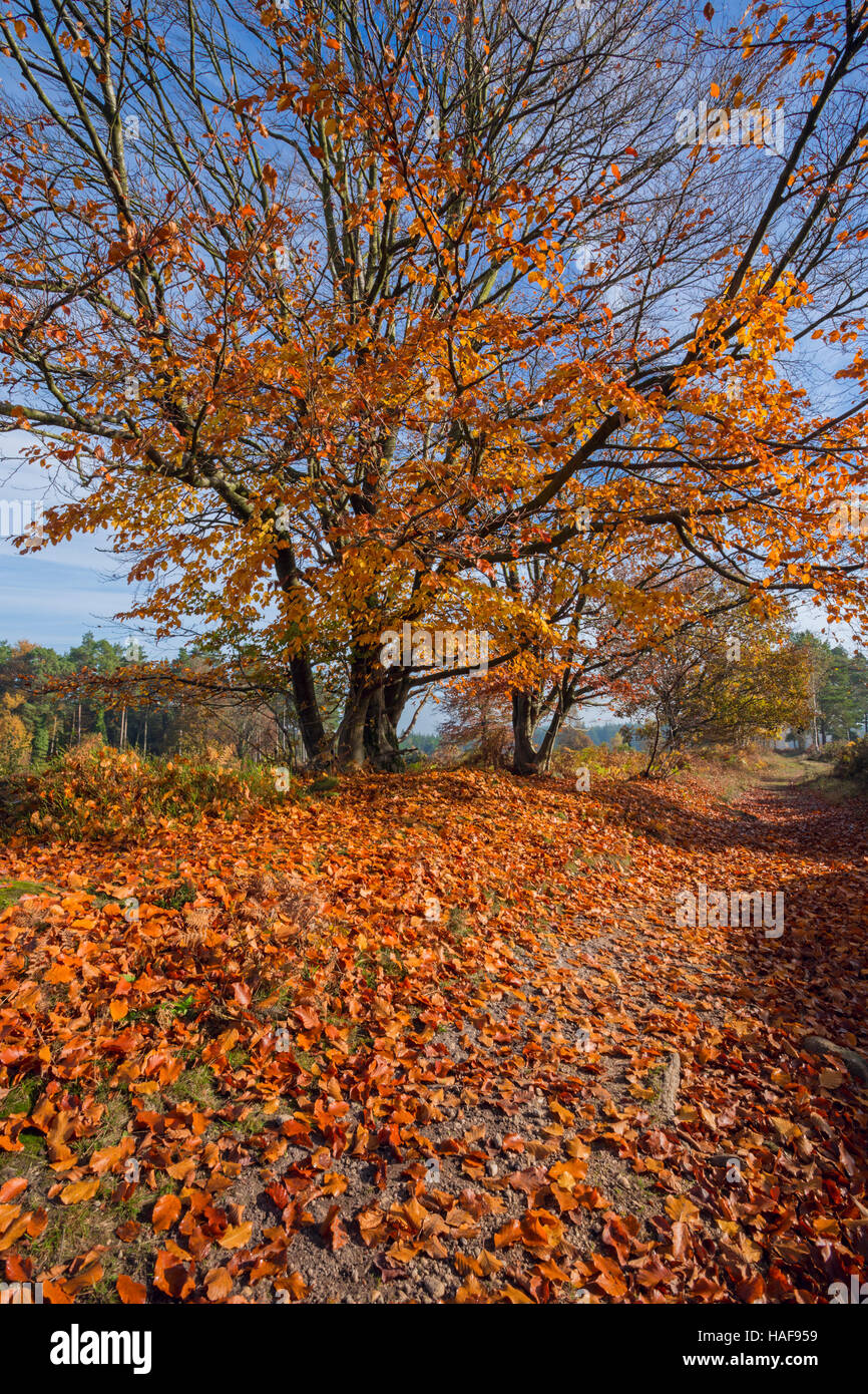 Faggio versando Foglie di autunno. Foto Stock
