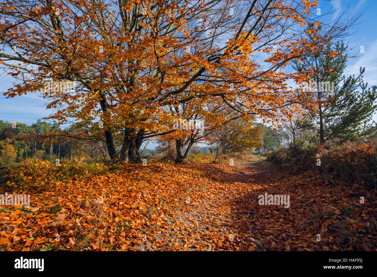 Faggio versando Foglie di autunno. Foto Stock