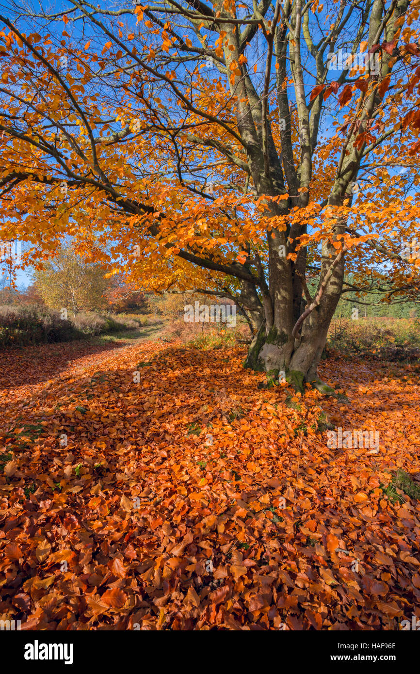Faggio versando Foglie di autunno. Foto Stock