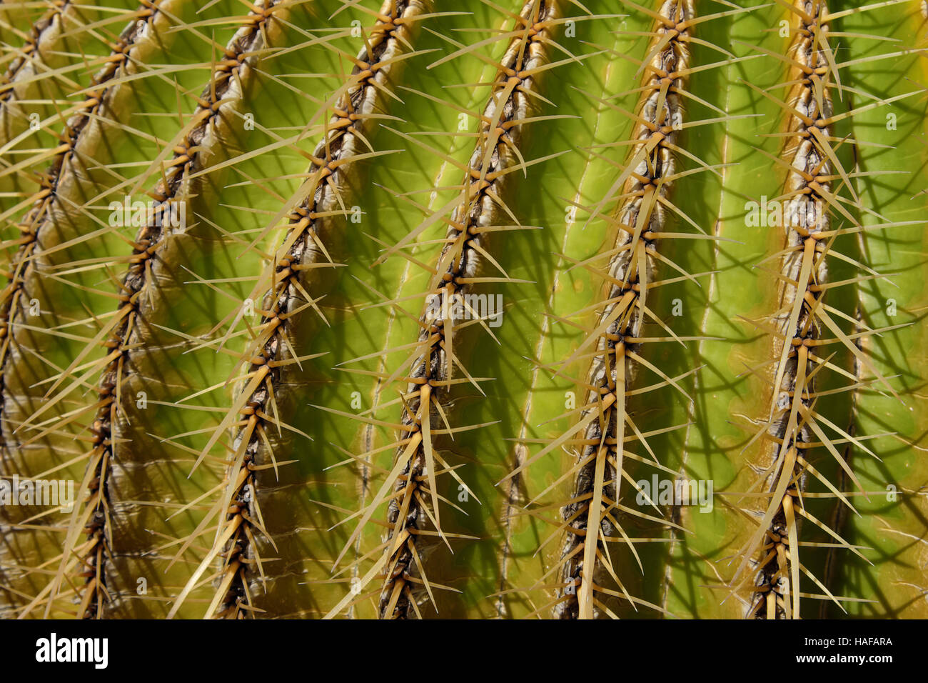 Golden barrel cactus closeup - suocera cuscino della Foto Stock