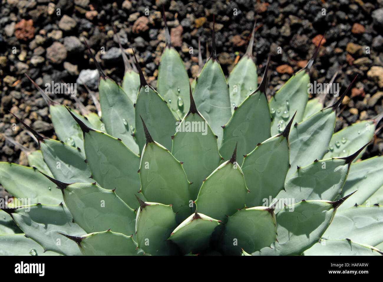 Round cactus closeup - succulenta pianta di giardino Foto Stock