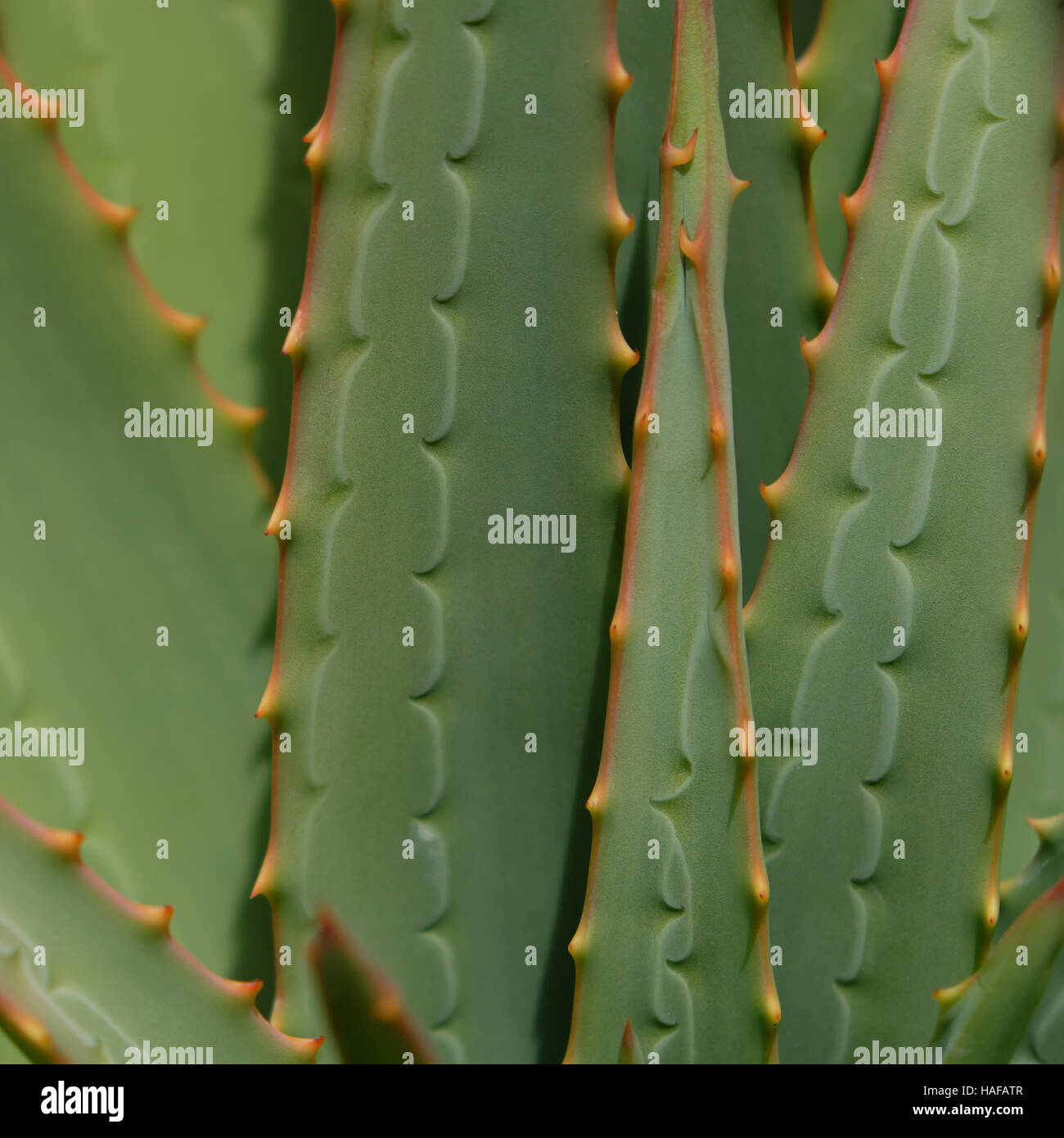 Aloe cactus closeup - bello schema naturale Foto Stock