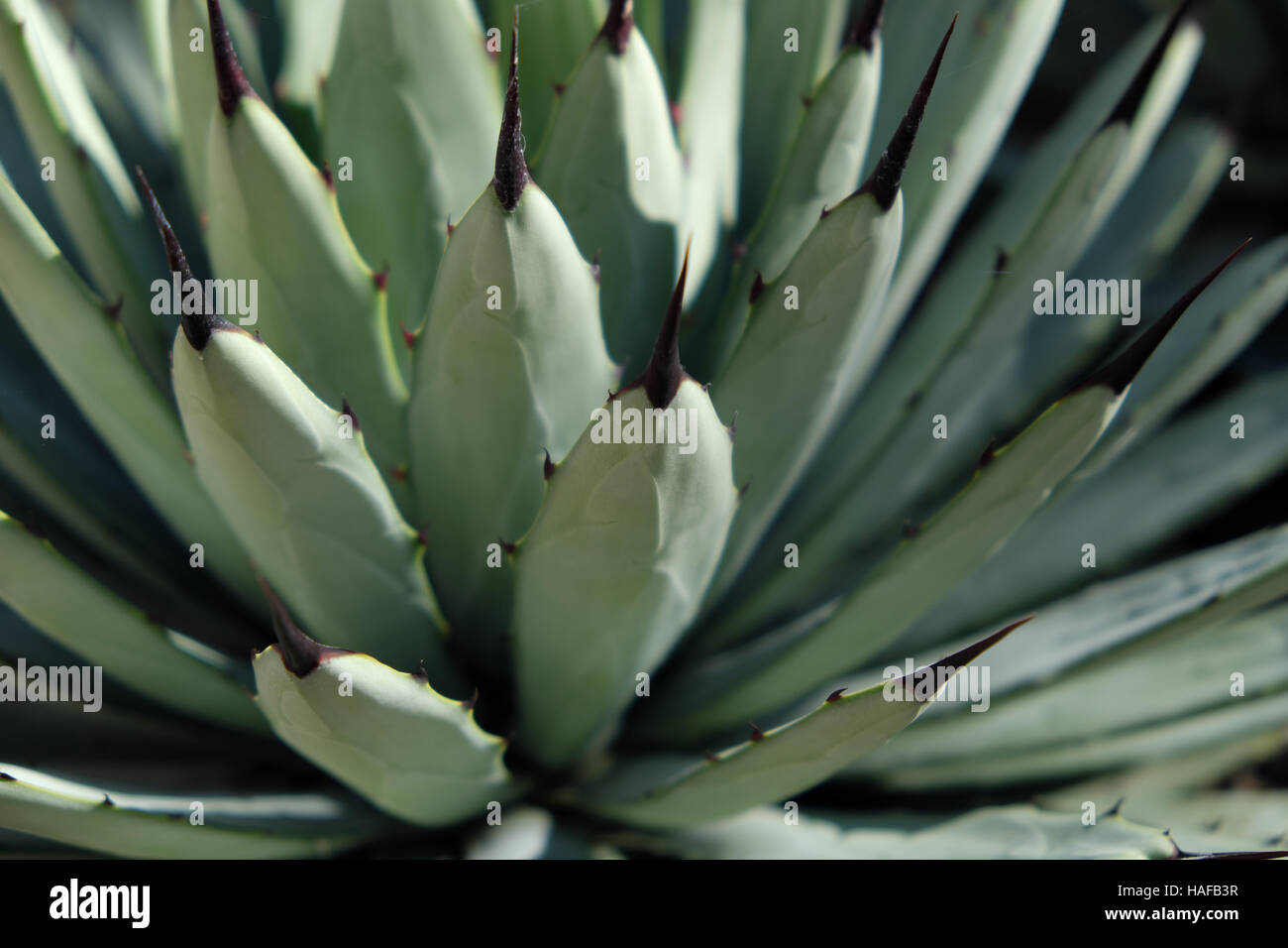 Agave cactus macro - impianto closeup , schema naturale Foto Stock