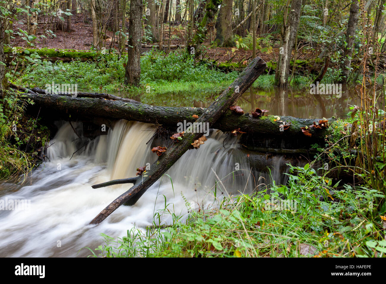 Gestione naturale del rischio di alluvione diga di detriti legnosi sul torrente sopra Pickering North Yorkshire, Inghilterra Foto Stock