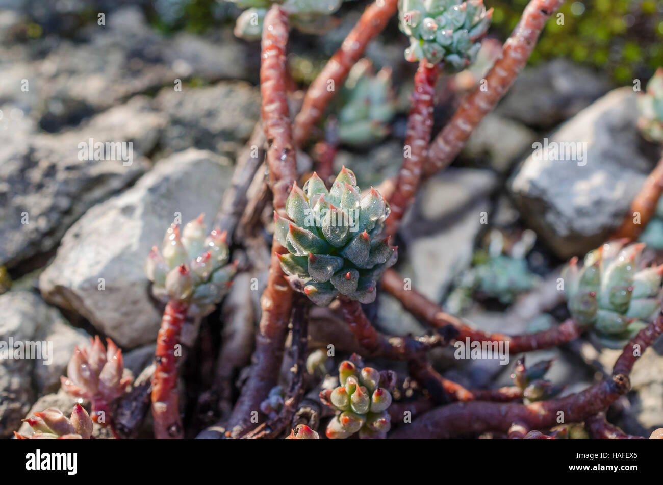 FORET DE STE BAUME, PLANTES GRASSE GIVREES, VAR 83 FRANCIA Foto Stock