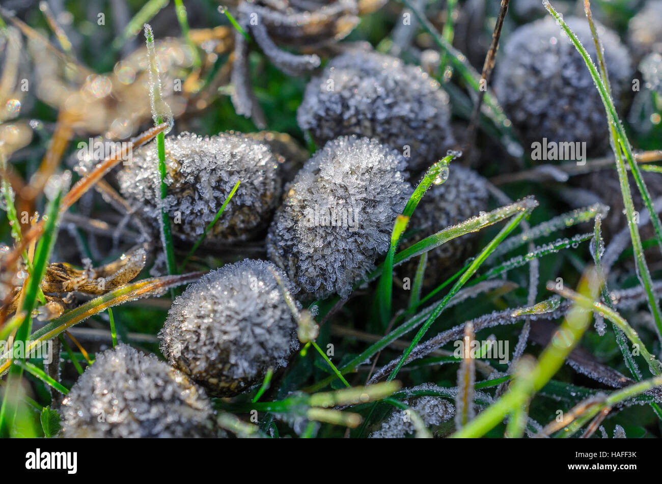 FORET DE STE BAUME, CHAMPIGNONS GIVRES, VAR 83 FRANCIA Foto Stock