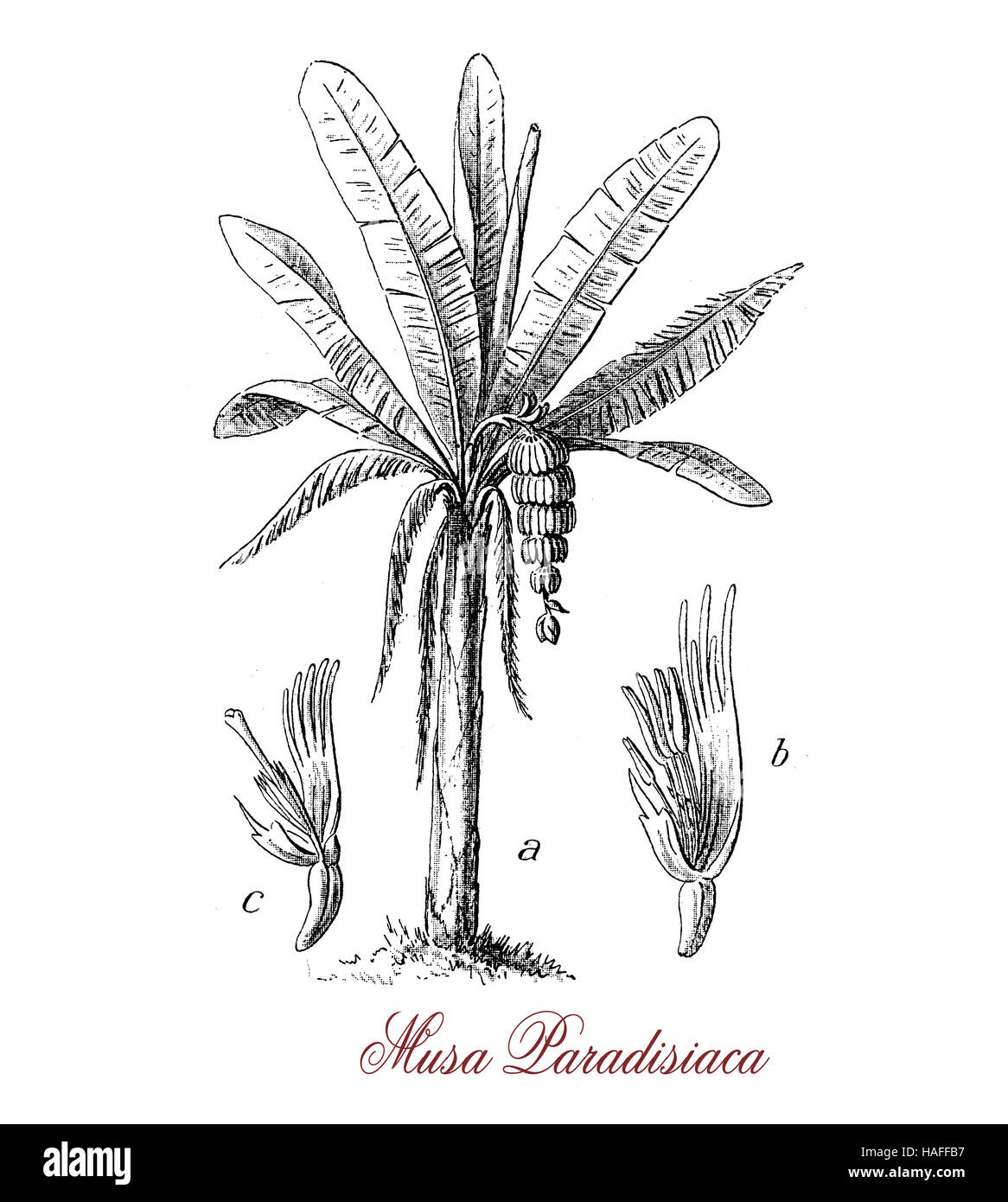 Piante di banana è una pianta erbacea fioritura delle piante che producono bacche commestibili in cluster protetta da una buccia, chiamato dolce banane allungate e ricurve con flash morbido ricco di amido Foto Stock