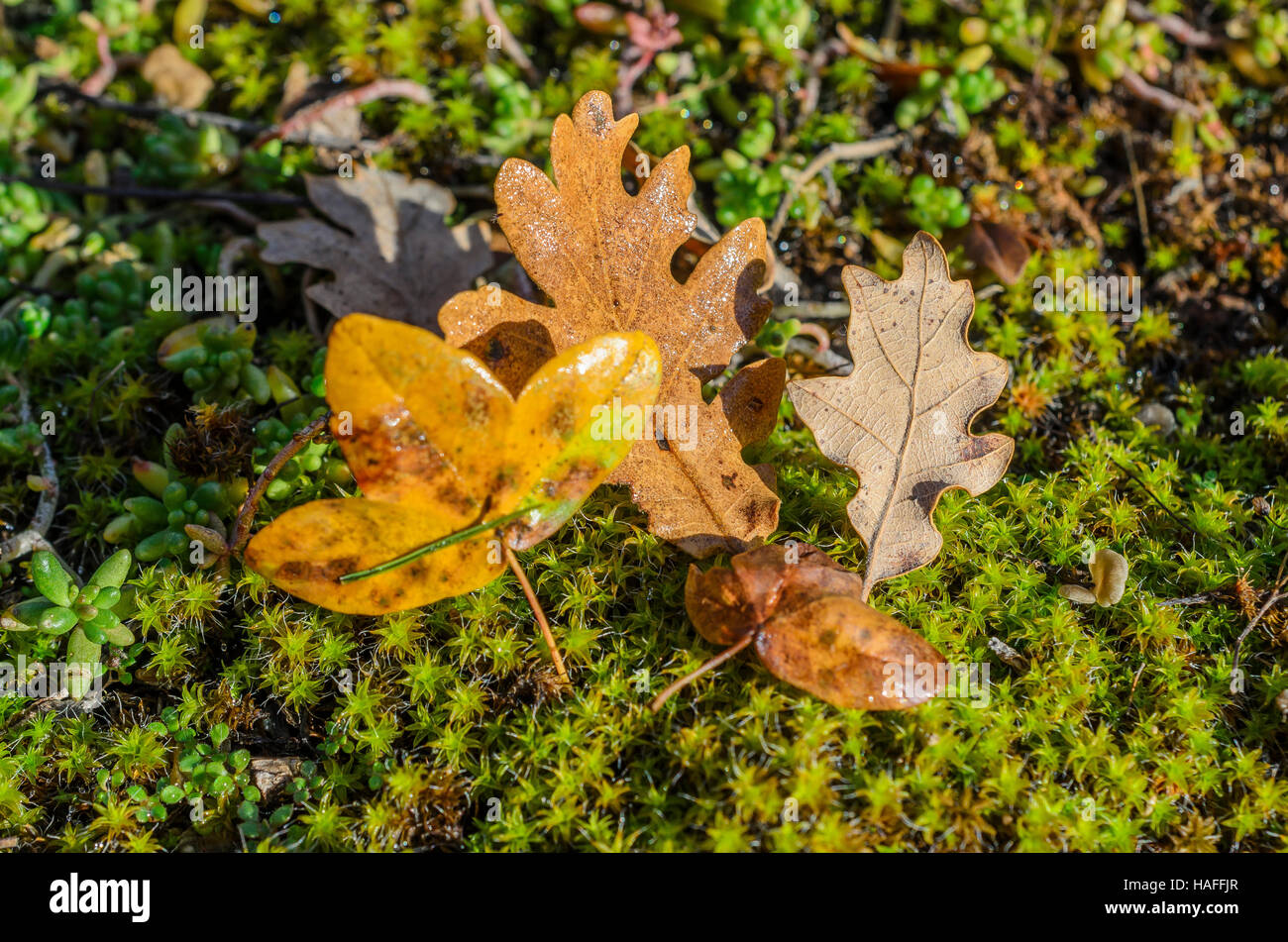 FORET DE STE BAUME, FEUILLES MORTES, VAR 83 FRANCIA Foto Stock