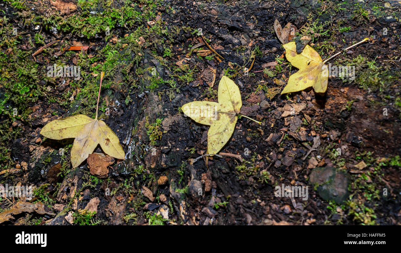 Feuilles sur mousse, Forêt de Sainte Baume, Var, Francia Foto Stock