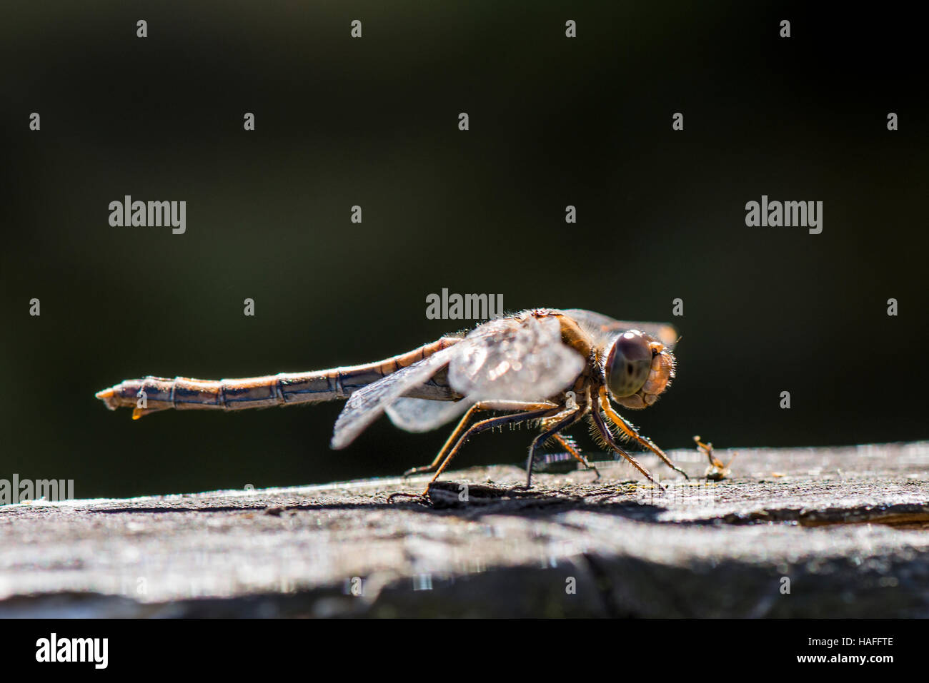 Comune Femmina Darter Dragonfly - Sympetrum striolatum a Whisby Natura Park, vicino a Lincoln, Lincolnshire, Regno Unito Foto Stock