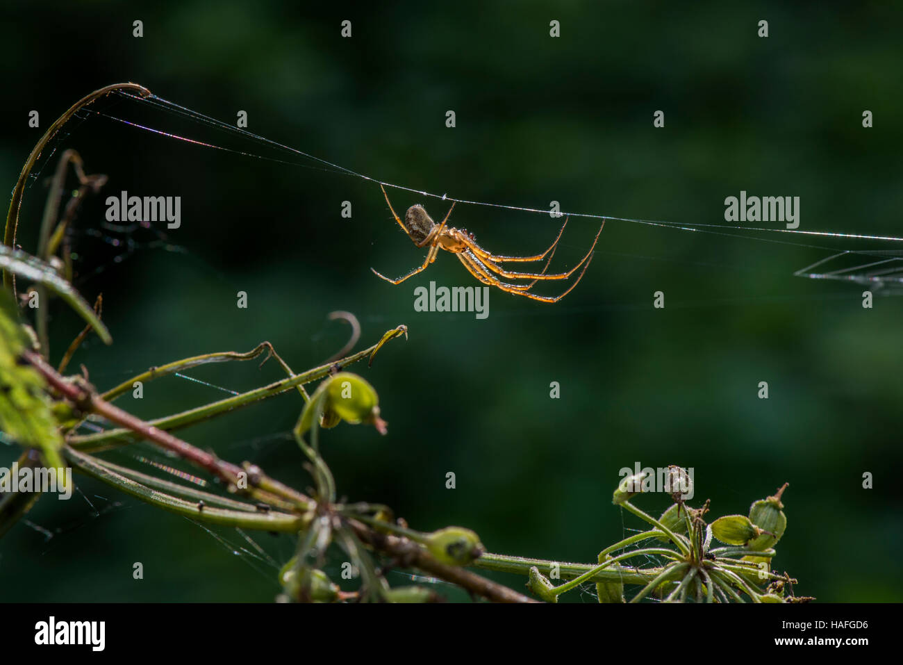 Maschio Linyphia Triangularis spider a Whisby Natura Park, vicino a Lincoln, Lincolnshire, Regno Unito Foto Stock