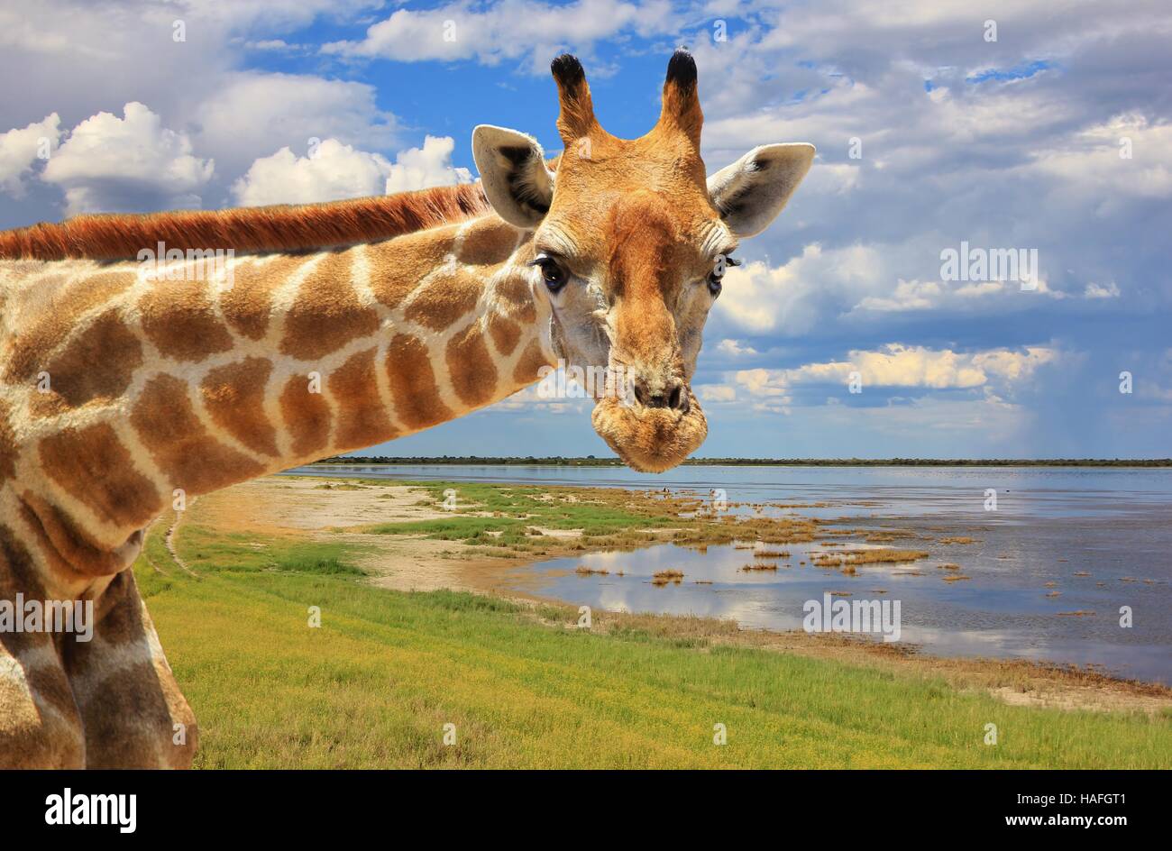 Giraffa - fauna africana nel selvaggio - Foto Stock