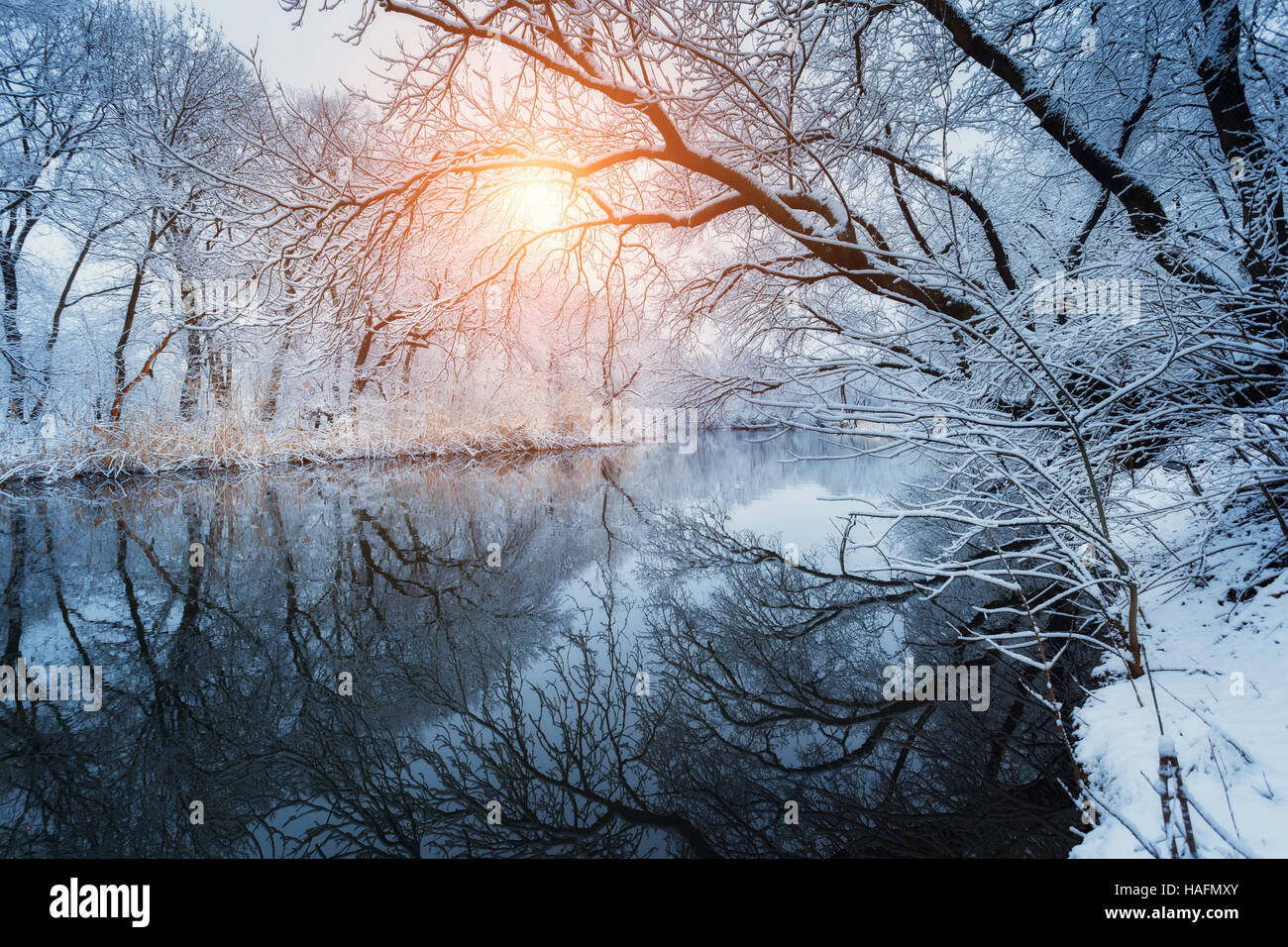 Bella inverno nella foresta sul fiume al tramonto. Paesaggio invernale. Snowy rami di alberi, fiume con la riflessione in acqua Foto Stock