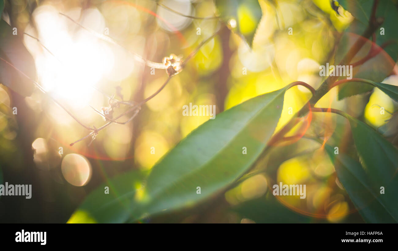 Sun luce filtra attraverso le foglie Foto Stock
