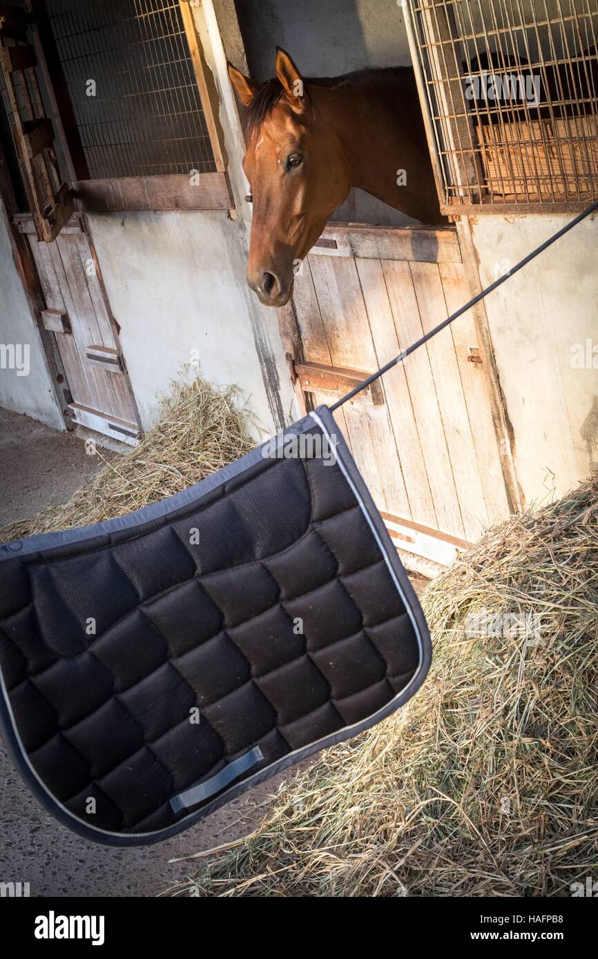 HIPPODROME DE CARRERE Race Track, LE LAMENTIN, Martinica, ANTILLE FRANCESI, Francia Foto Stock