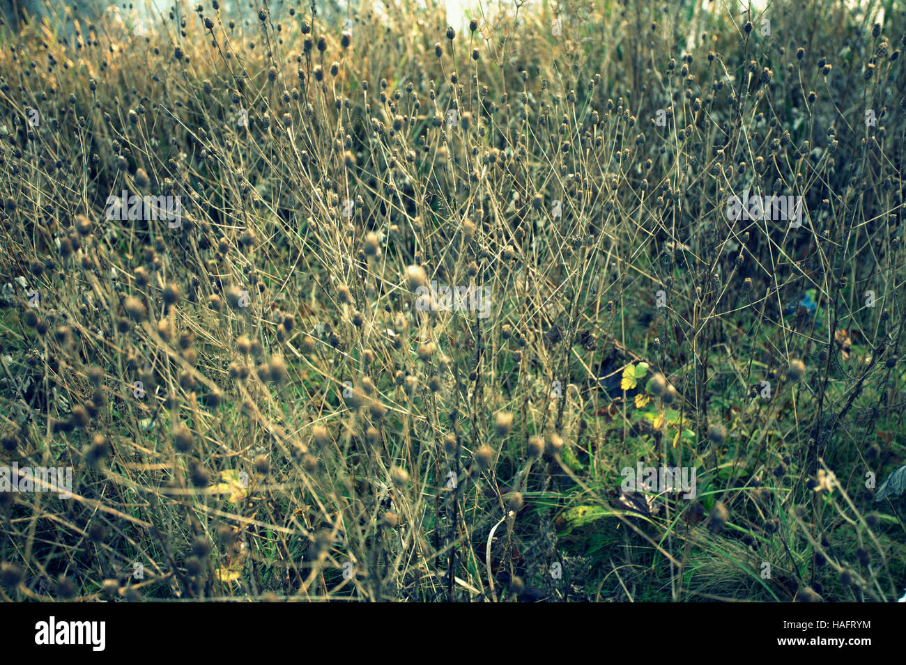 Scottish wild prato sullo sfondo di fiori e di erbe infestanti Foto Stock