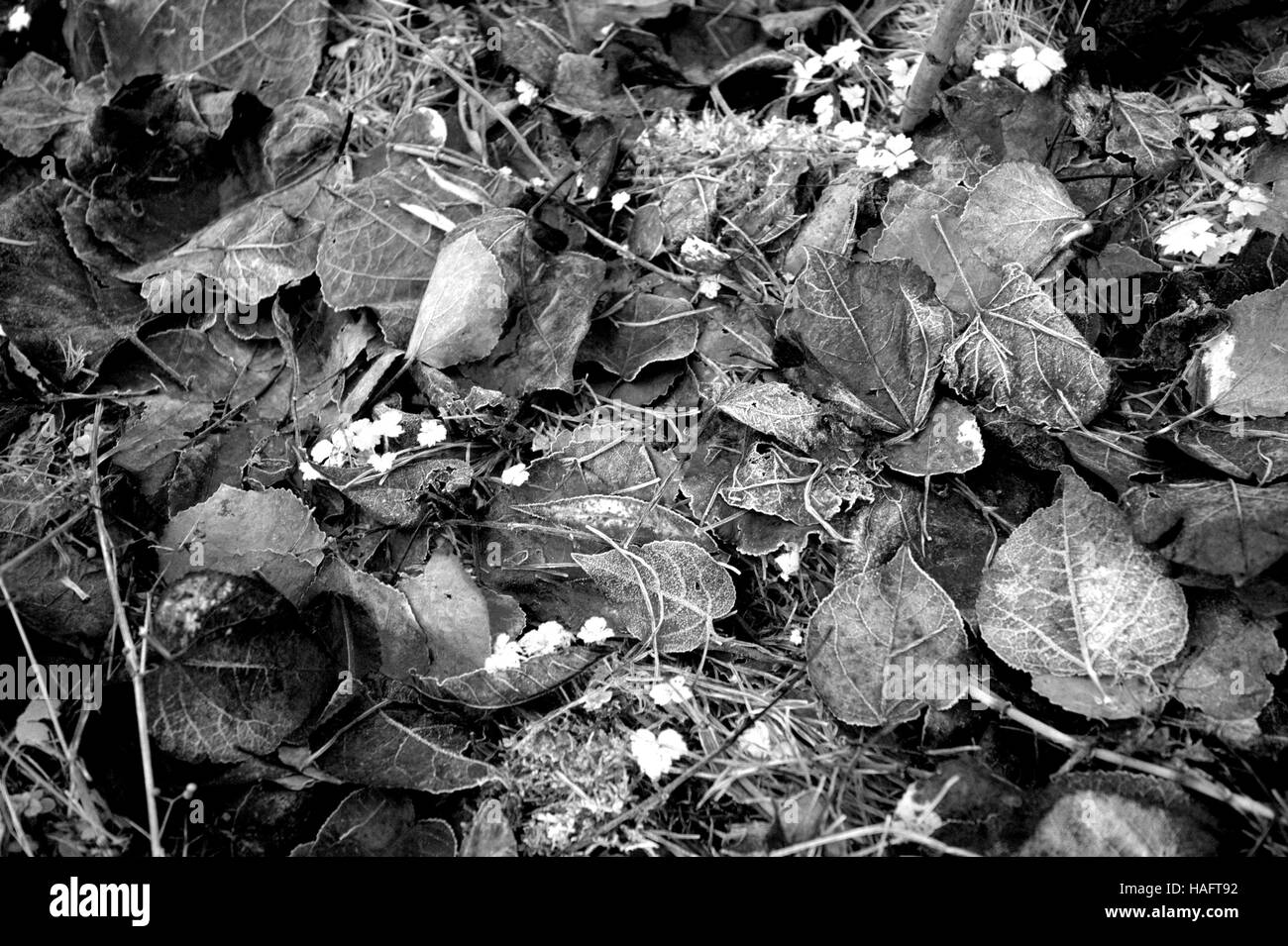 Abstract gli sfondi di foglia caduta foglie sul suolo della foresta Foto Stock