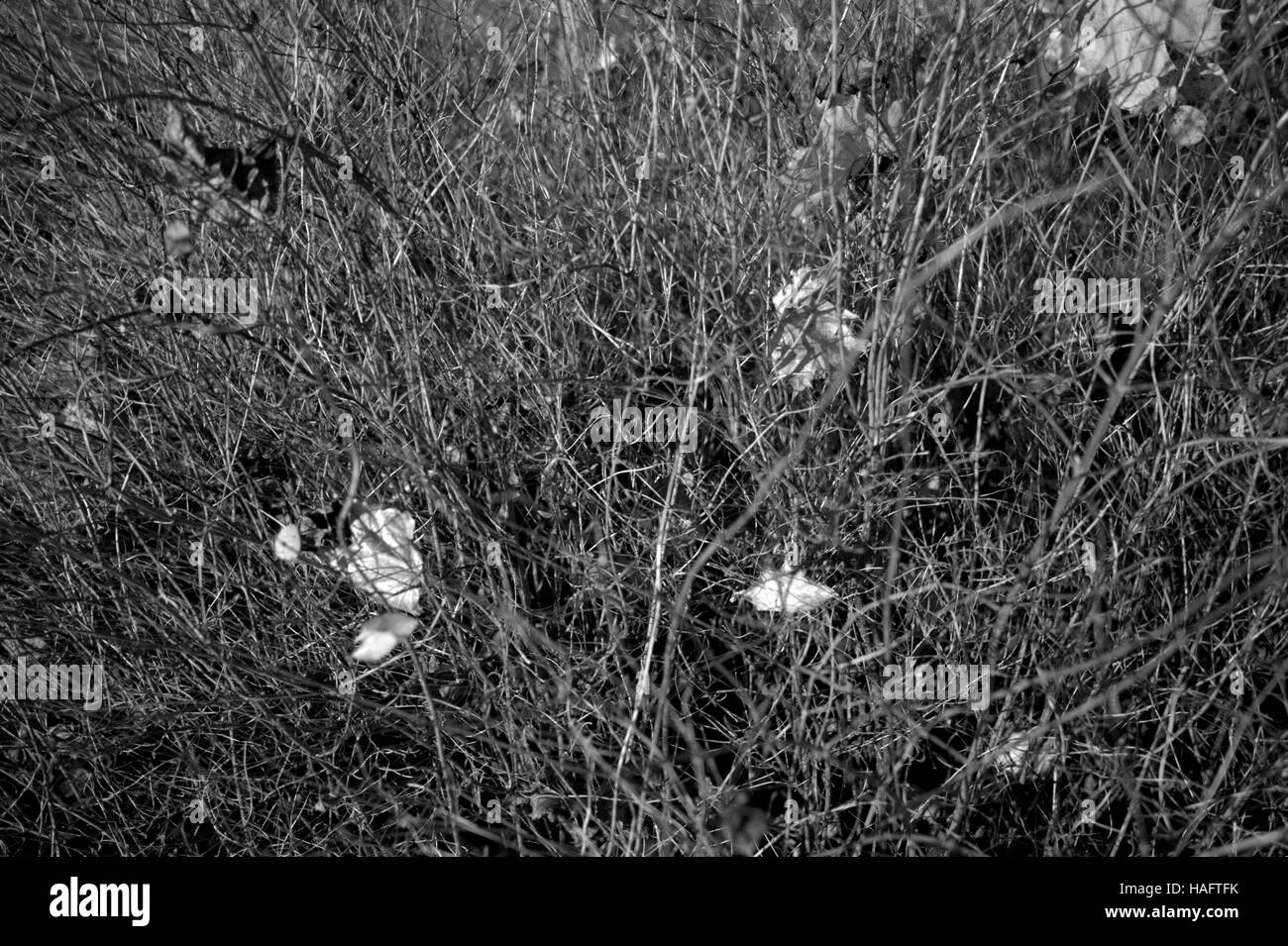Ramoscelli rami di alberi di foglie di sfondo modelli Foto Stock