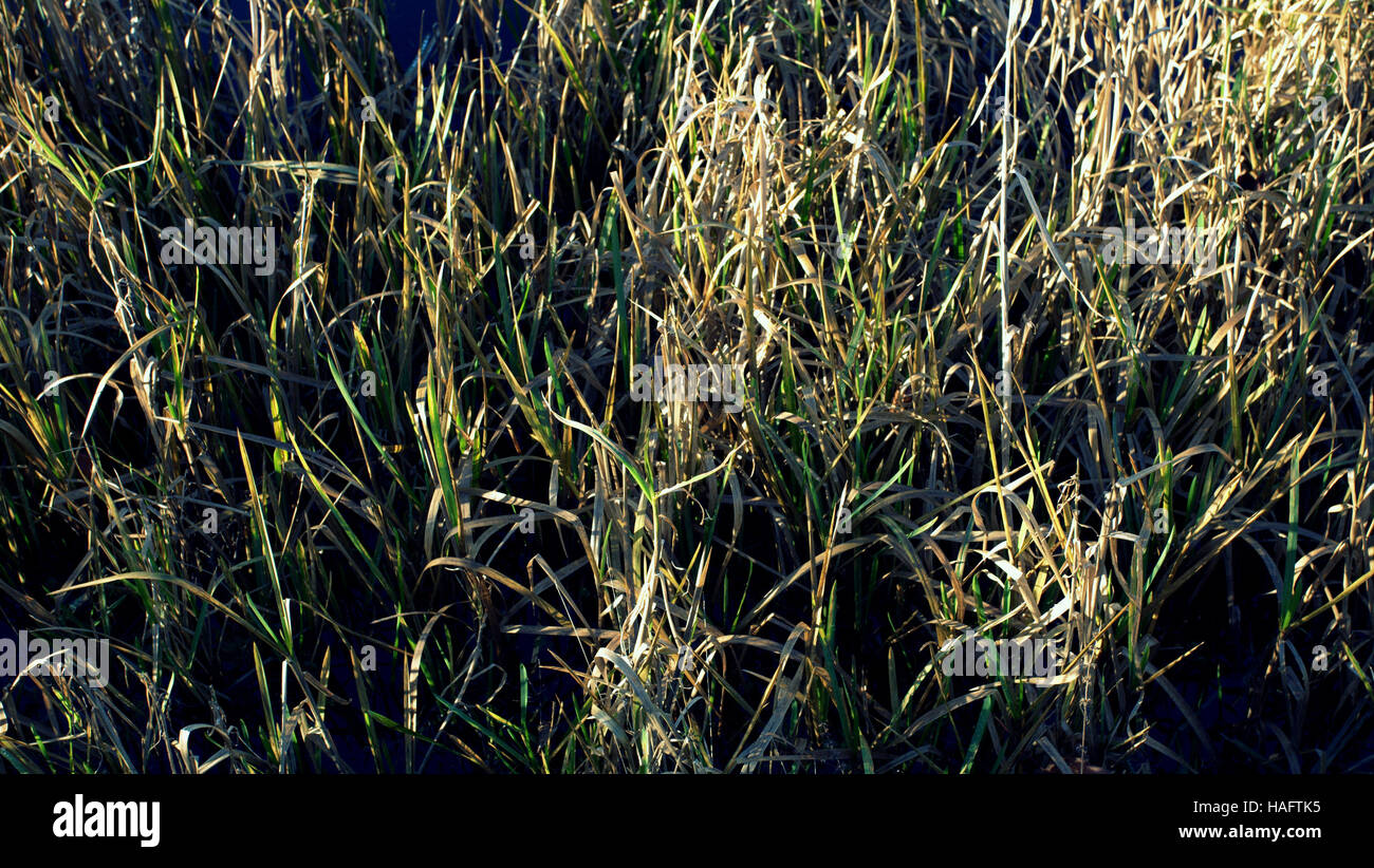 Scottish wild prato sullo sfondo di fiori e di erbe infestanti Foto Stock