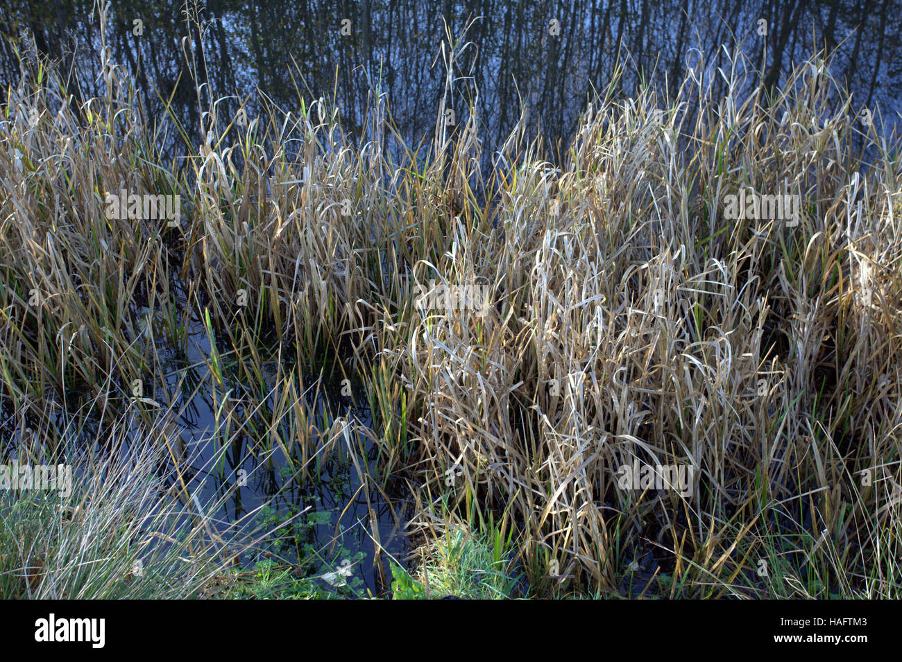 Scottish wild prato sullo sfondo di fiori e di erbe infestanti Foto Stock