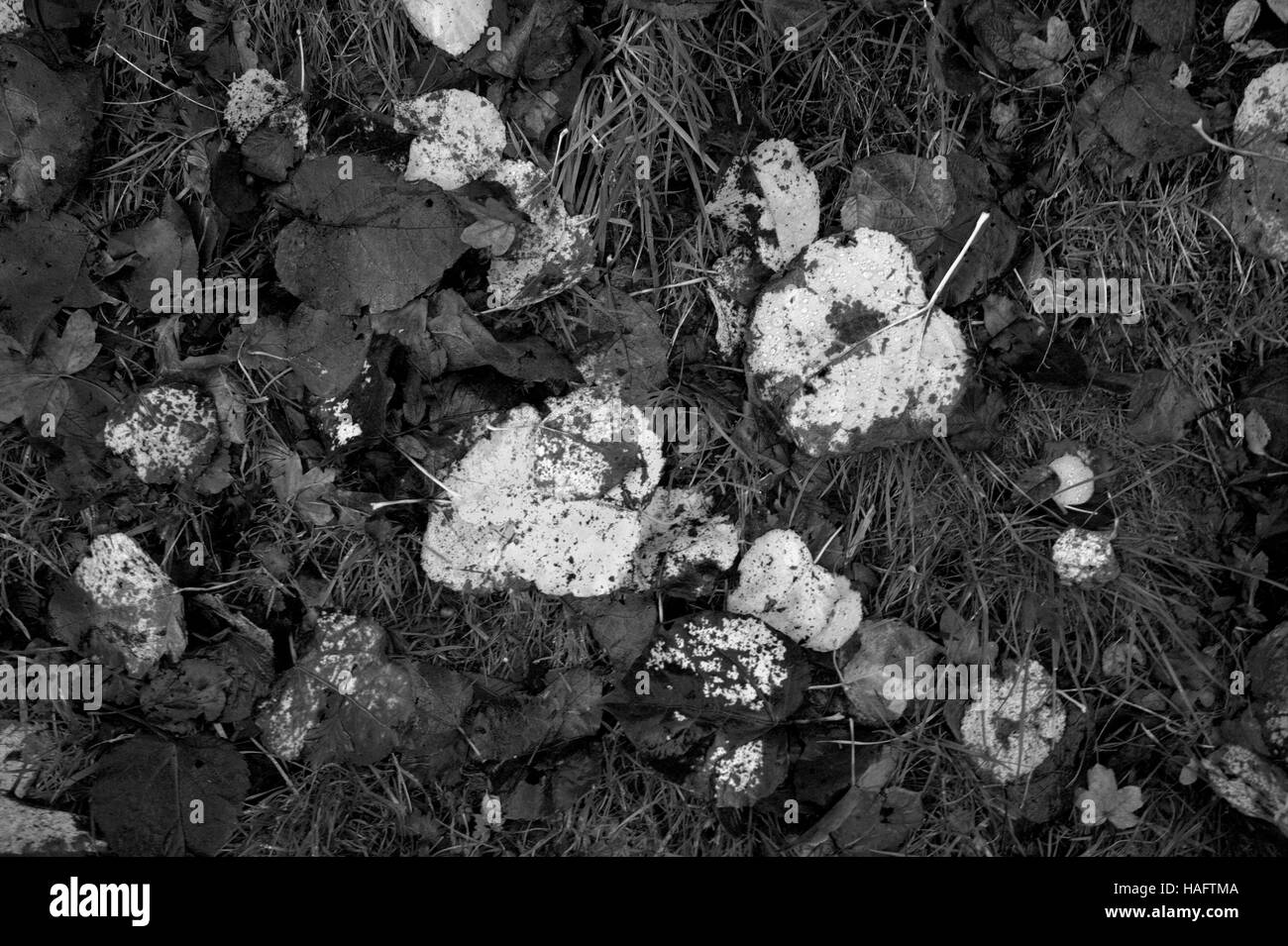 Infra Red astratti sfondi foglia caduta foglie sul suolo della foresta Foto Stock