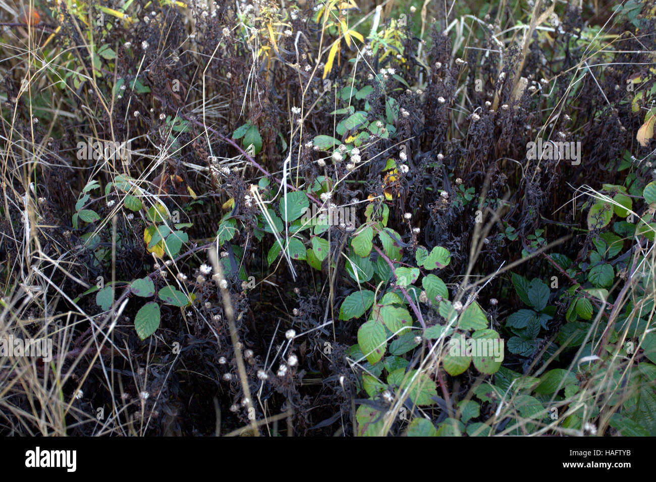 Scottish wild prato sullo sfondo di fiori e di erbe infestanti Foto Stock