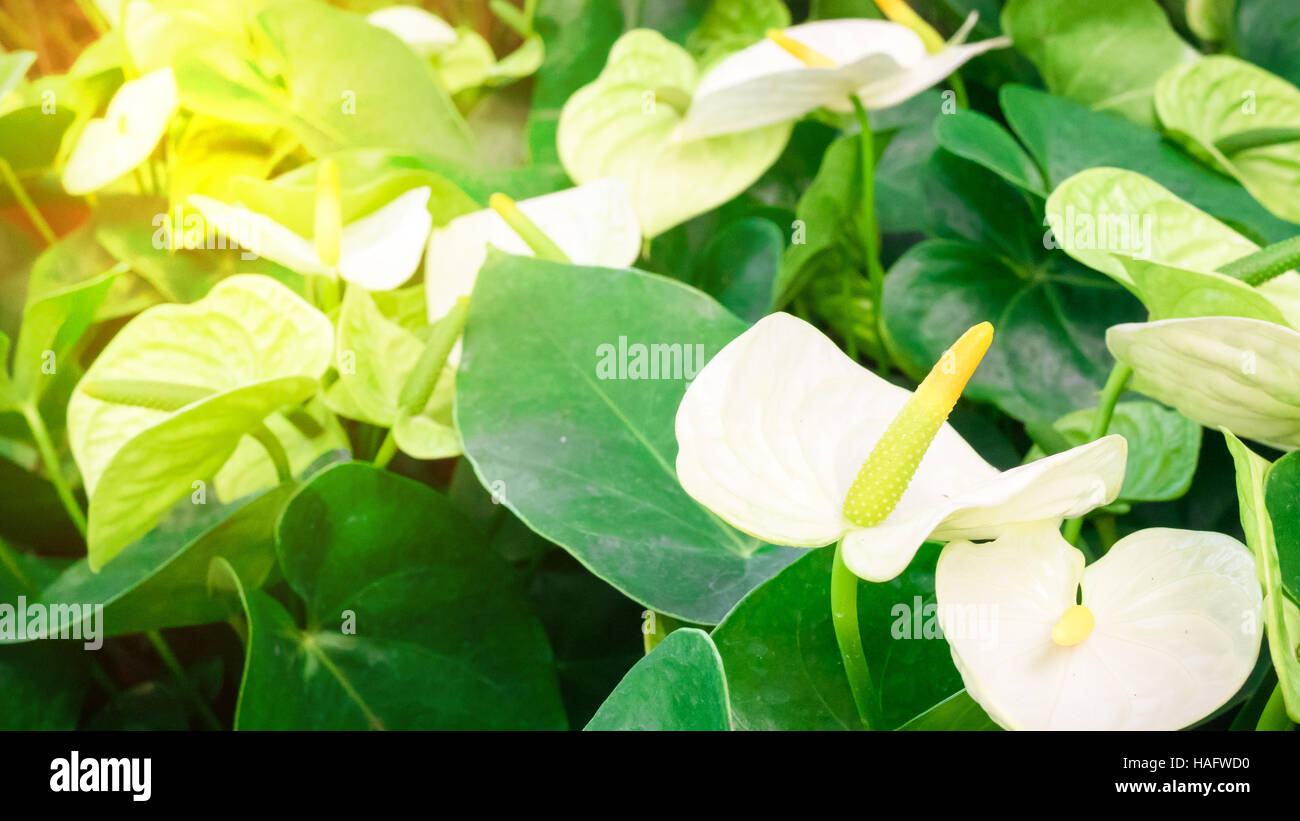 Molti fiori di Anthurium bianco close up Foto Stock