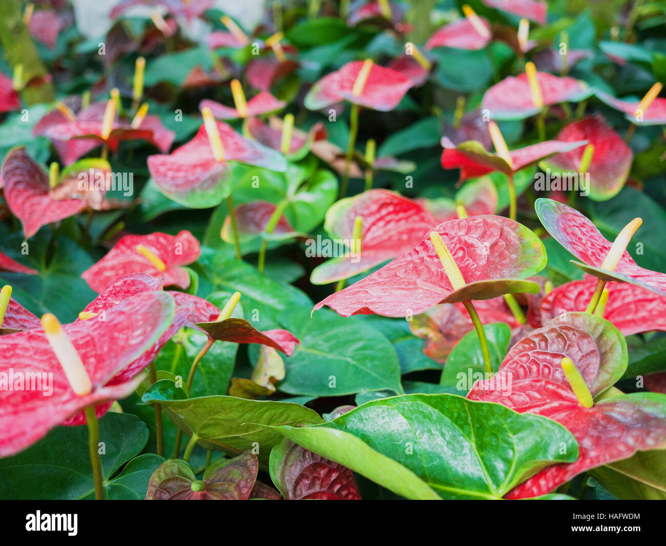 Molti fiori di Anthurium rosso close up Foto Stock
