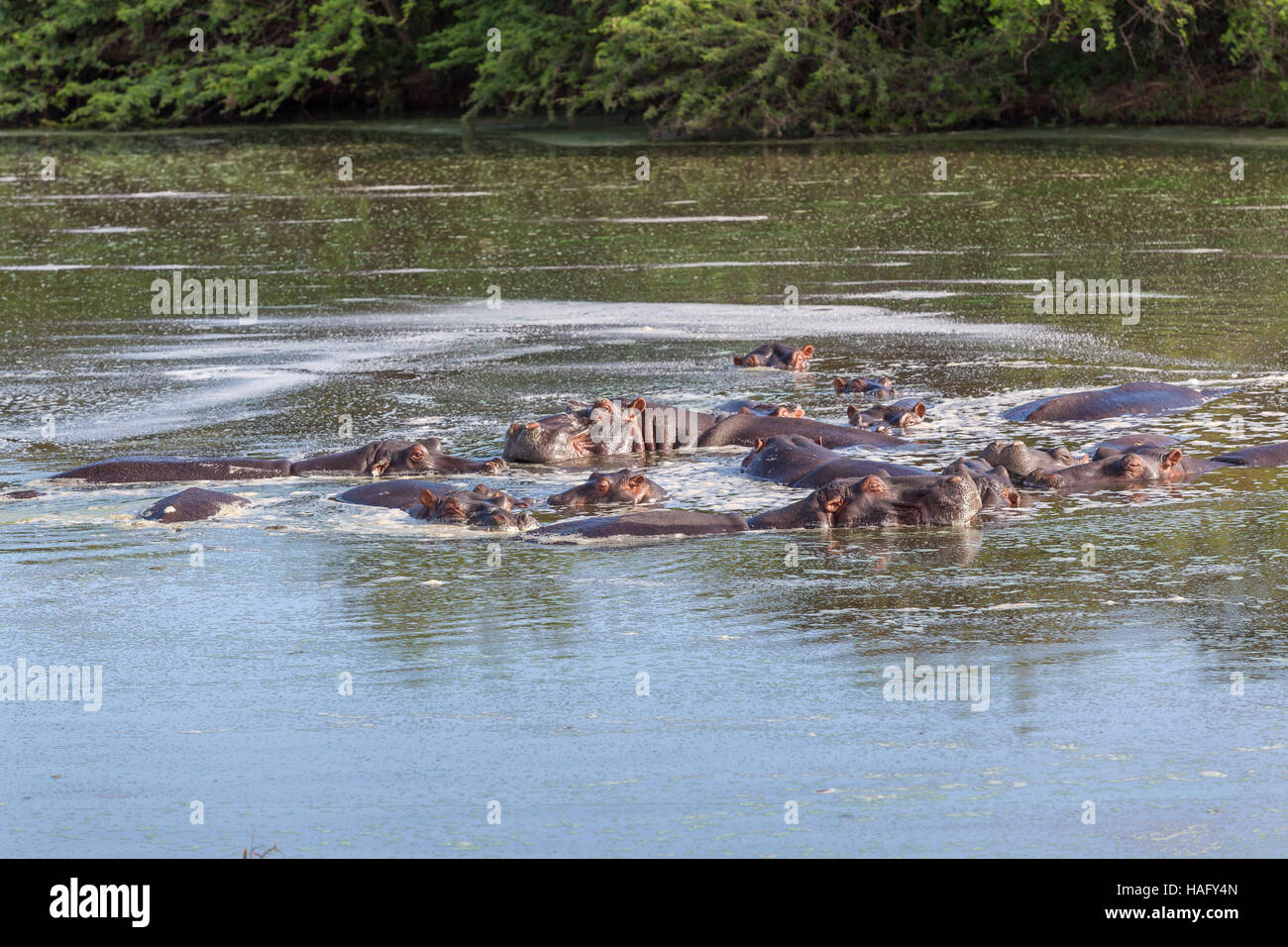 La fauna selvatica ippopotami in acqua delle paludi foro closeup di animali di grandi dimensioni Foto Stock
