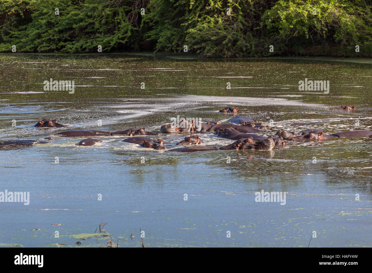 La fauna selvatica ippopotami in acqua delle paludi foro closeup di animali di grandi dimensioni Foto Stock