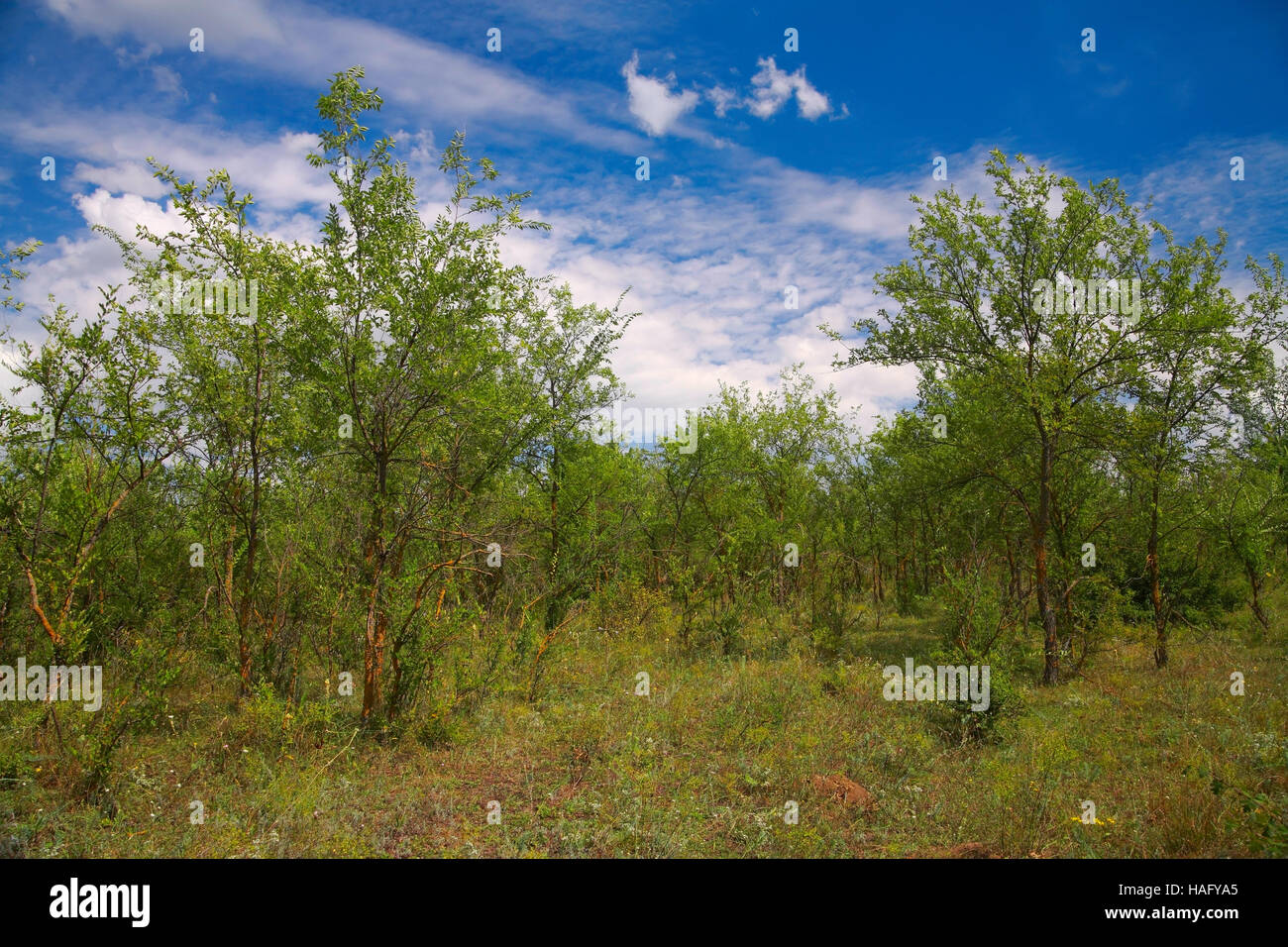 Paesaggio, foresta-steppa terreno, Bush contro il cielo Foto Stock