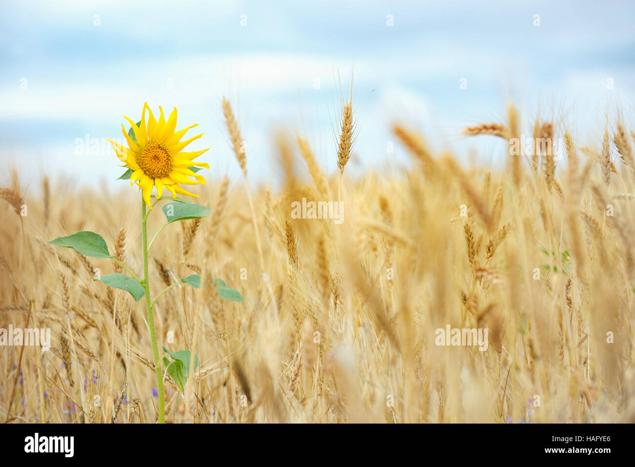 Girasole isolato nel campo di grano e cielo blu Foto Stock