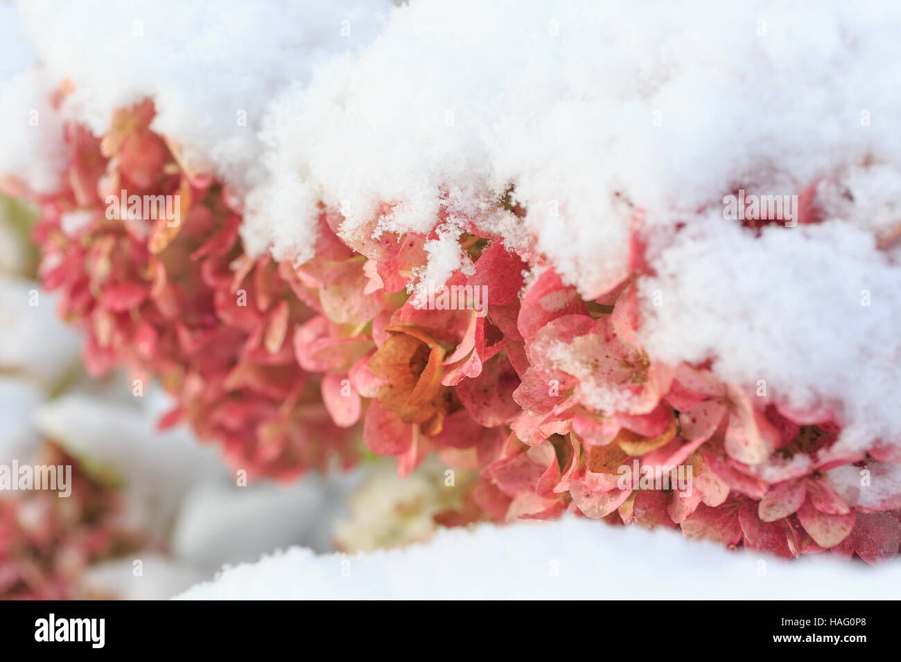 Ortensia " Endless Summer' blossoms coperto in un inizio di stagione nevicata. Foto Stock