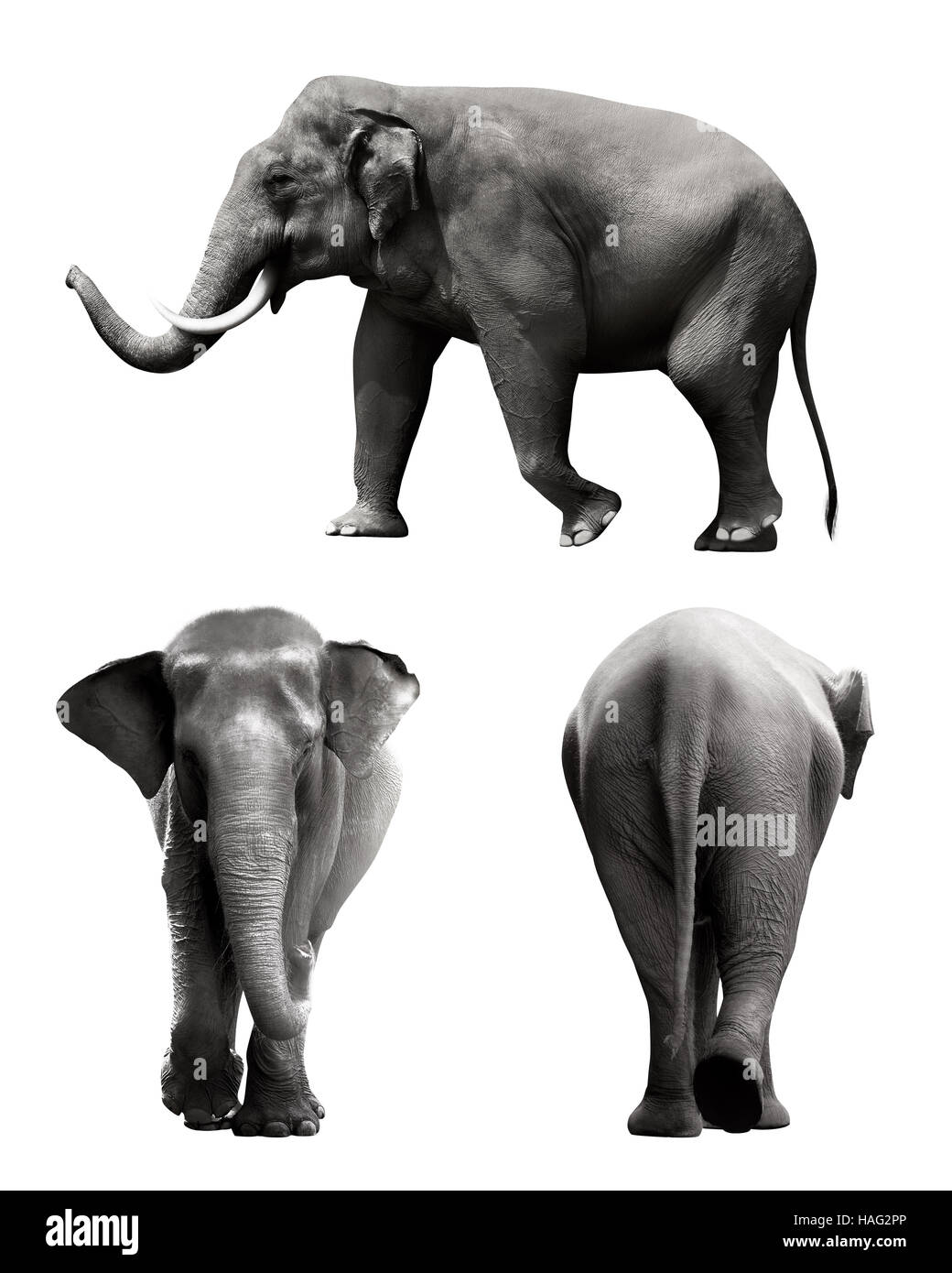Set di Sumatra immagine elefante isolate su sfondo bianco Foto Stock