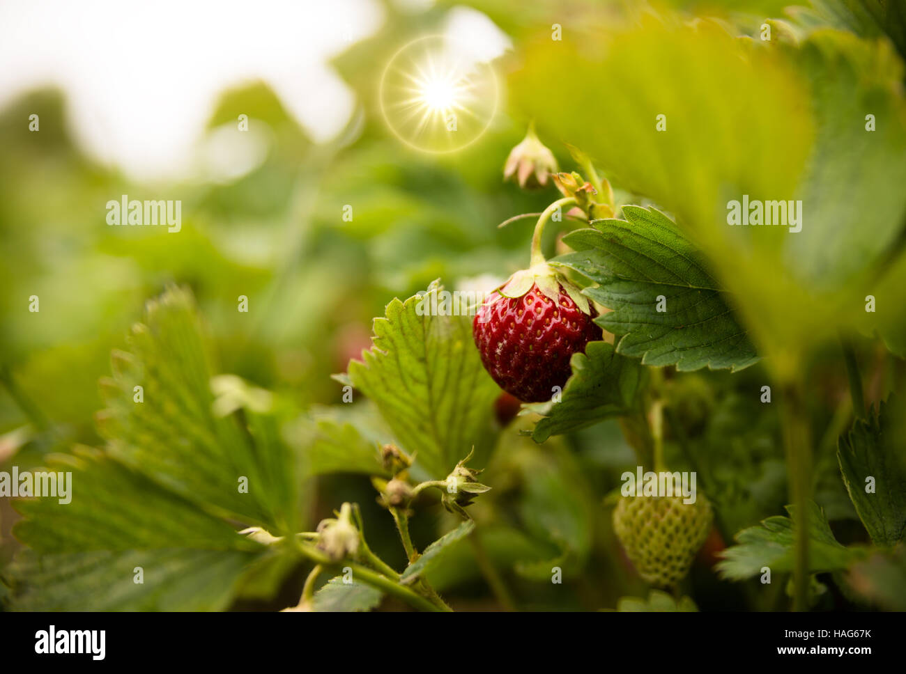 Fragole su una piantagione di fragole in una giornata di sole Foto Stock