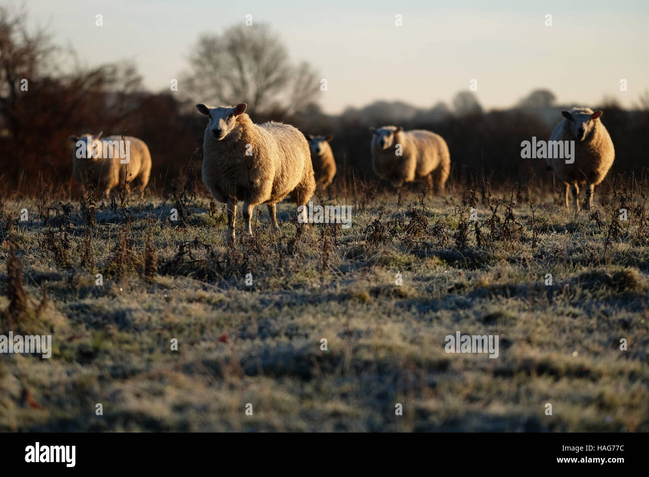 Titley, Herefordshire, Regno Unito - Mercoledì 30 Novembre 2016 - pecore benvenuti la mattina di sole dopo un freddo gelido chiara notte con temperature locali nelle zone rurali Herefordshire giù a meno di 7C ( -7C ). Foto Stock