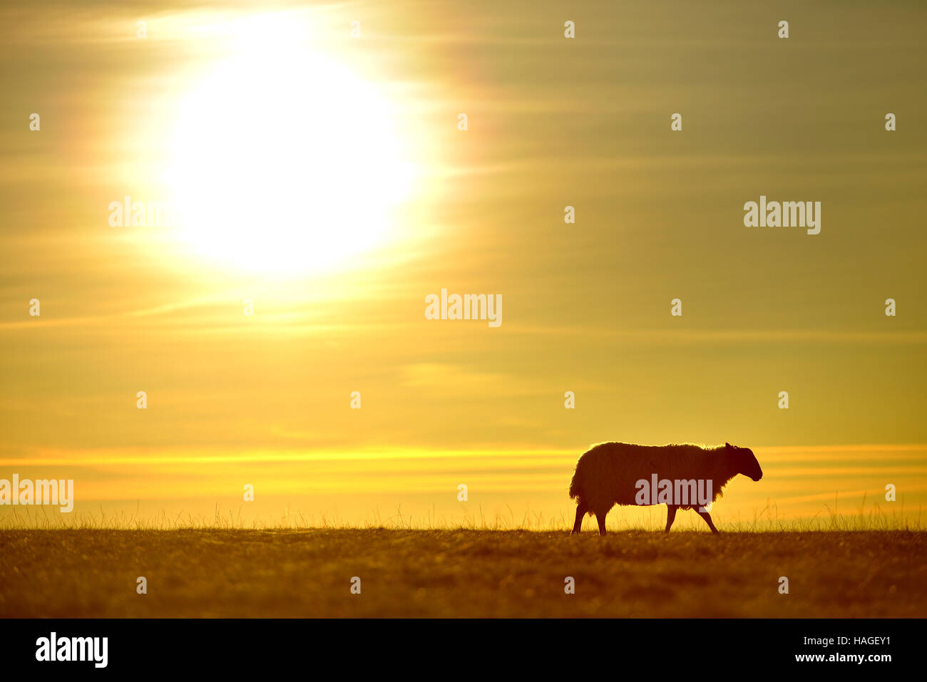Pecora che pascola sul South Downs, IL REGNO UNITO il più recente parco nazionale, la mattina della meteorologia primo giorno d'inverno. Foto Stock