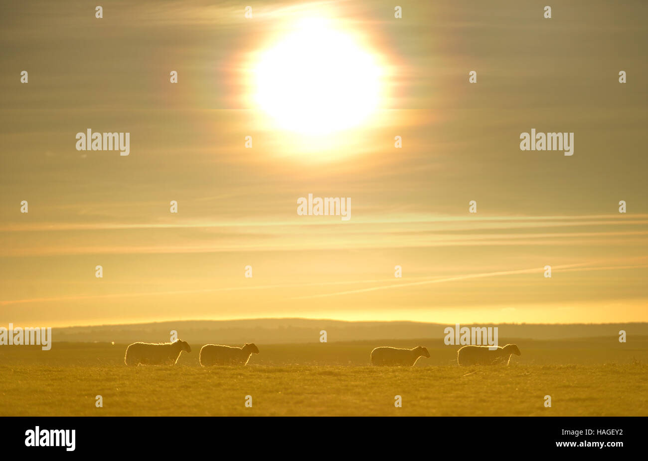 Pecora che pascola sul South Downs, IL REGNO UNITO il più recente parco nazionale, la mattina della meteorologia primo giorno d'inverno. Foto Stock
