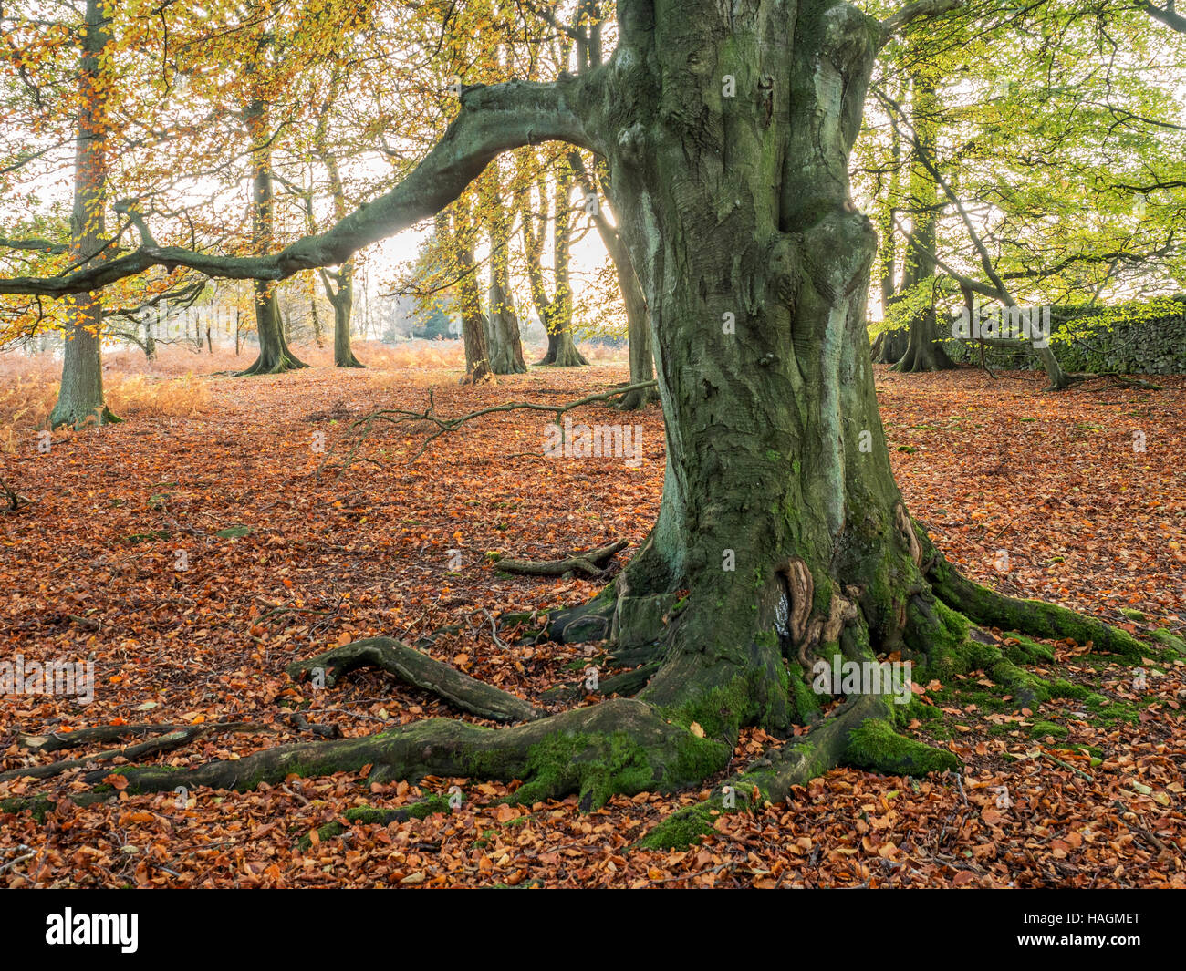 Autumn Tree e caduta foglie in legno Skrikes vicino ponte Pateley North Yorkshire, Inghilterra Foto Stock